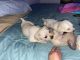 Wheaten Terrier Puppies for sale in Odem, TX 78370, USA. price: $200