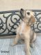 Wheaten Terrier Puppies for sale in Orange County, CA, USA. price: $1,500