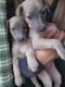 Whippet Puppies for sale in Fort Worth, TX, USA. price: $1,800