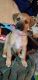 Whippet Puppies for sale in Stanwood, WA 98292, USA. price: NA