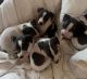 Whippet Puppies for sale in Oregon City, OR 97045, USA. price: $600