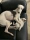 Whippet Puppies for sale in Pensacola, FL, USA. price: NA