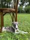 Whippet Puppies for sale in Knoxville, TN, USA. price: NA