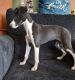 Whippet Puppies for sale in Molalla, OR 97038, USA. price: $800