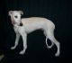 Whippet Puppies for sale in Kansas City, KS, USA. price: $750