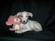 Whippet Puppies for sale in Kansas City, KS, USA. price: $850