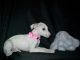 Whippet Puppies