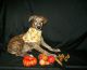 Whippet Puppies for sale in Owasso, Oklahoma. price: $1,000