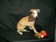 Whippet Puppies for sale in Owasso, Oklahoma. price: NA