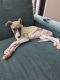 Whippet Puppies for sale in Pymble, New South Wales. price: $900