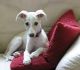 Whippet Puppies for sale in Columbus, MT 59019, USA. price: $500