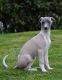 Whippet Puppies for sale in Chattanooga, TN, USA. price: $500