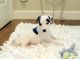 Whippet Puppies for sale in Berkeley, CA, USA. price: NA