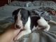 Whippet Puppies for sale in Madison, WI, USA. price: NA