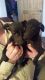 Whippet Puppies for sale in Birmingham, AL, USA. price: $550