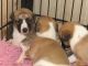 Whippet Puppies for sale in Eustis, FL, USA. price: NA