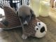 Whippet Puppies for sale in Boston, MA 02114, USA. price: NA