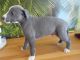 Whippet Puppies for sale in Altamonte Springs, FL 32701, USA. price: NA