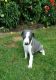 Whippet Puppies for sale in Orlando, FL, USA. price: NA