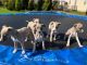 Whippet Puppies for sale in California Ave, Paterson, NJ 07503, USA. price: NA