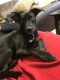 Whippet Puppies for sale in Marion, IA 52302, USA. price: NA