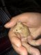 White-eared Pocket Mouse Rodents for sale in Newcomerstown, OH 43832, USA. price: NA