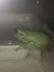 White's (Dumpy) Treefrog Amphibians for sale in 4220 Fillmore Ave, Brooklyn, NY 11234, USA. price: $15