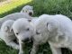 White Shepherd Puppies