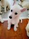 White Shepherd Puppies for sale in West Mifflin, PA 15122, USA. price: $2,100