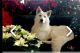 White Shepherd Puppies for sale in Brooksville, FL 34601, USA. price: NA