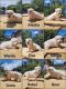 White Shepherd Puppies for sale in Nucla, CO 81424, USA. price: $1,500