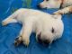 White Shepherd Puppies for sale in Phoenix, AZ, USA. price: NA