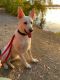 White Shepherd Puppies for sale in Los Gatos, CA, USA. price: NA