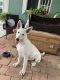 White Shepherd Puppies for sale in Homestead, FL, USA. price: $2,000