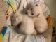 White Shepherd Puppies for sale in 10401 Shady Canyon Rd, Santa Ana, CA 92705, USA. price: $1,200