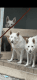 White Shepherd Puppies