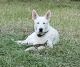 White Shepherd Puppies for sale in Independence, MO, USA. price: NA