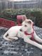 White Shepherd Puppies for sale in Roseville, CA 95747, USA. price: $400