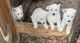 White Shepherd Puppies for sale in Conyers, GA, USA. price: $800