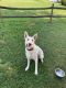 White Shepherd Puppies for sale in Canonsburg, PA, USA. price: $200