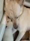 White Shepherd Puppies for sale in Webster, MA 01570, USA. price: $150,000