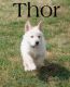 White Shepherd Puppies for sale in New Prague, MN 56071, USA. price: $950