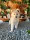White Shepherd Puppies for sale in Tallahassee, FL, USA. price: $1