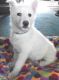 White Shepherd Puppies for sale in Omaha, NE, USA. price: NA