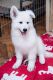White Shepherd Puppies for sale in Boston, MA, USA. price: $650