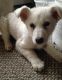 White Shepherd Puppies for sale in Birmingham, AL, USA. price: NA