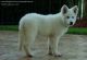 White Shepherd Puppies for sale in Brooksville, FL 34601, USA. price: NA
