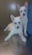 White Shepherd Puppies for sale in Philadelphia, PA, USA. price: $300