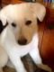 White Shepherd Puppies for sale in Uniontown, OH 44685, USA. price: NA