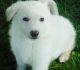 White Shepherd Puppies for sale in Seattle, WA, USA. price: $650